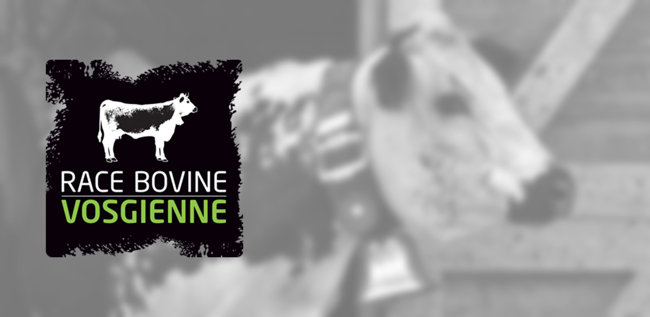 Le label "Race Bovine Vosgienne"